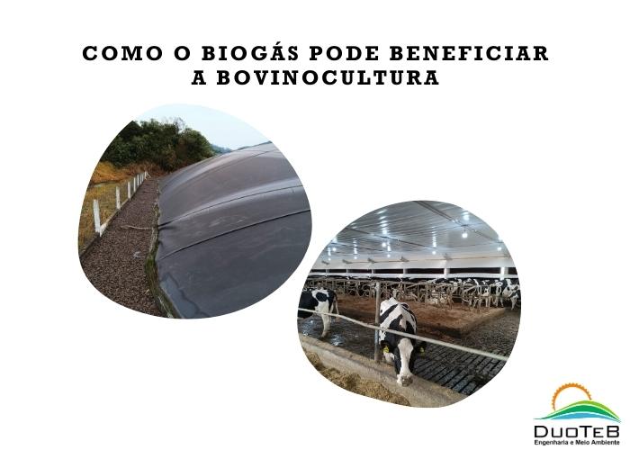 Como o Biogás Pode Beneficiar a Bovinocultura Como o Biogás Pode Beneficiar a Bovinocultura