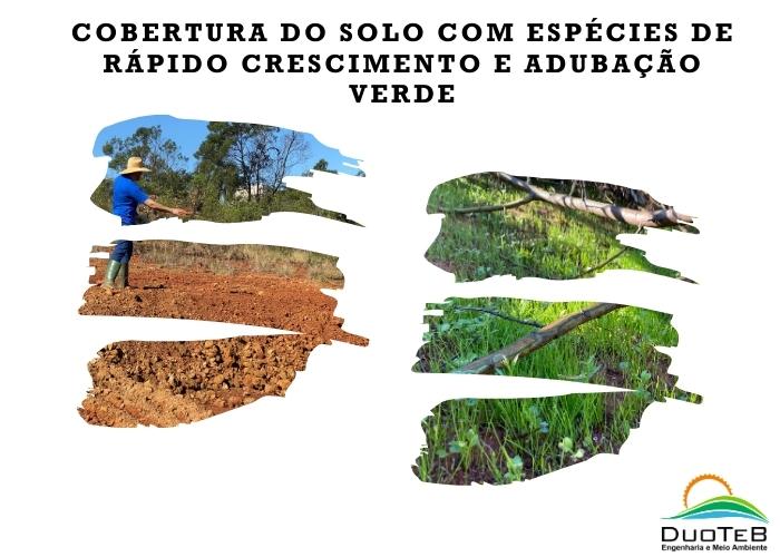 Cobertura do solo com espécies de rápido crescimento e adubação verde
