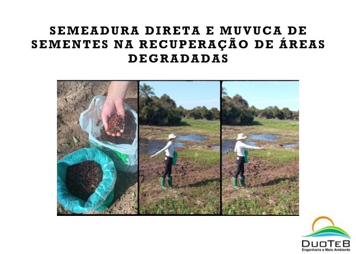 Semeadura direta e muvuca de sementes na recuperação de áreas degradadas